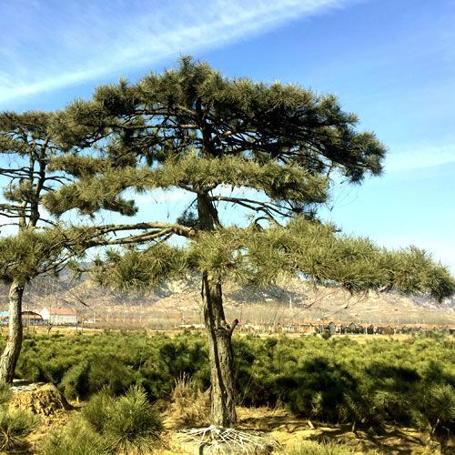 專注造型油松批發-山東造型油松